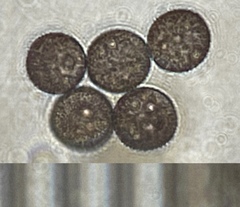 Lamproderma splendidissimum