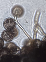 Lamproderma splendidissimum