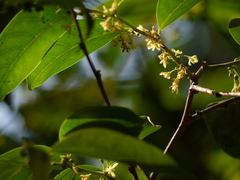 Glochidion hohenackeri