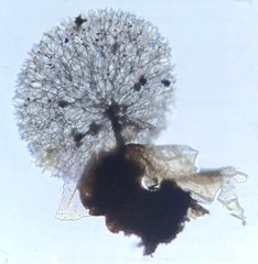 Lamproderma splendidissimum