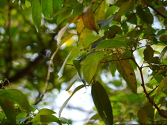 Glochidion hohenackeri