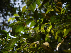 Glochidion hohenackeri