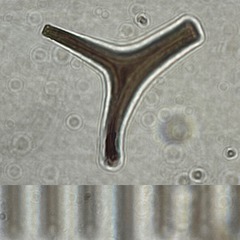 Lamproderma splendidissimum