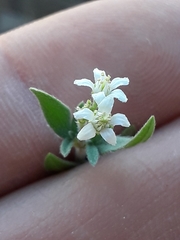 Fendlerella utahensis