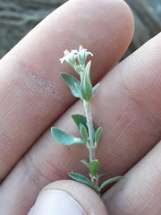 Fendlerella utahensis