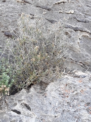 Fendlerella utahensis