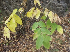 Juglans mollis