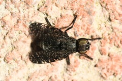 Platystoma seminationis