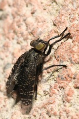 Platystoma seminationis