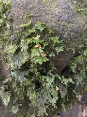 Homaliodendron flabellatum