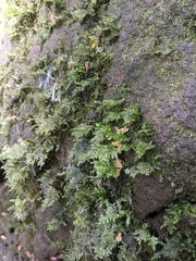 Homaliodendron flabellatum