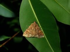 Saroba pansa