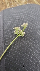 Lomatium gormanii