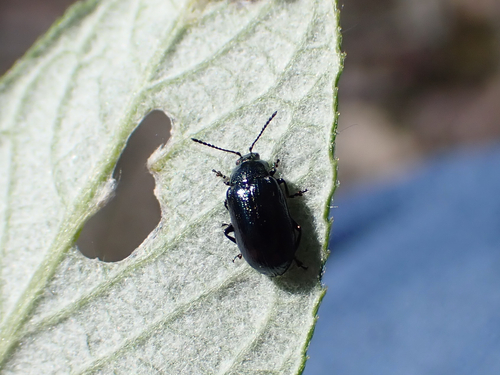 Phratora interstitialis
