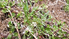 Lomatium gormanii