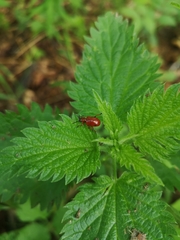 Lilioceris merdigera