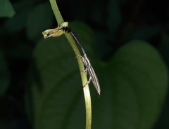 Eucomatocera vittata