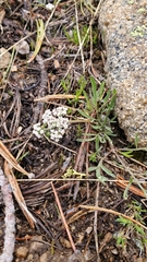 Lomatium gormanii