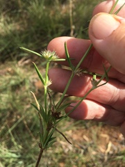 Spermacoce brachystema