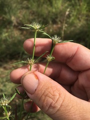 Spermacoce brachystema