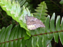 Lieinix nemesis atthis