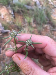 Spermacoce brachystema