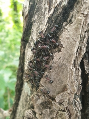 Polyrhachis lamellidens