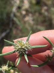 Spermacoce brachystema