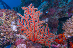 Astrogorgia dumbea