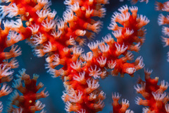Astrogorgia dumbea