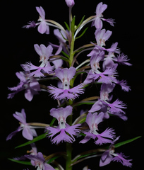 Platanthera grandiflora