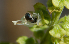Neoceratina