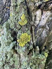 Xanthoria parietina