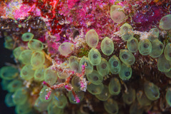 Perophora modificata