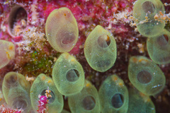 Perophora modificata