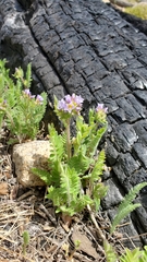 Polemonium californicum