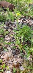 Erysimum virgatum