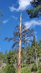 Cronartium comandrae