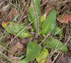 Micranthes integrifolia