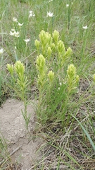 Castilleja thompsonii