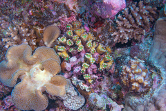 Caulastraea furcata