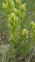 Castilleja thompsonii