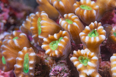 Caulastraea furcata