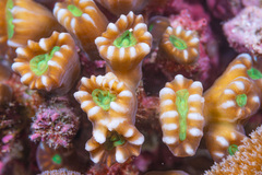Caulastraea furcata