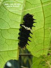 Pachliopta aristolochiae