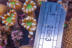 Caulastraea furcata