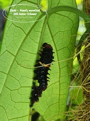 Pachliopta aristolochiae