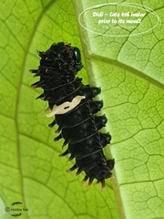 Pachliopta aristolochiae