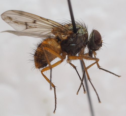 Helina abdominalis