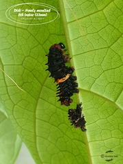 Pachliopta aristolochiae